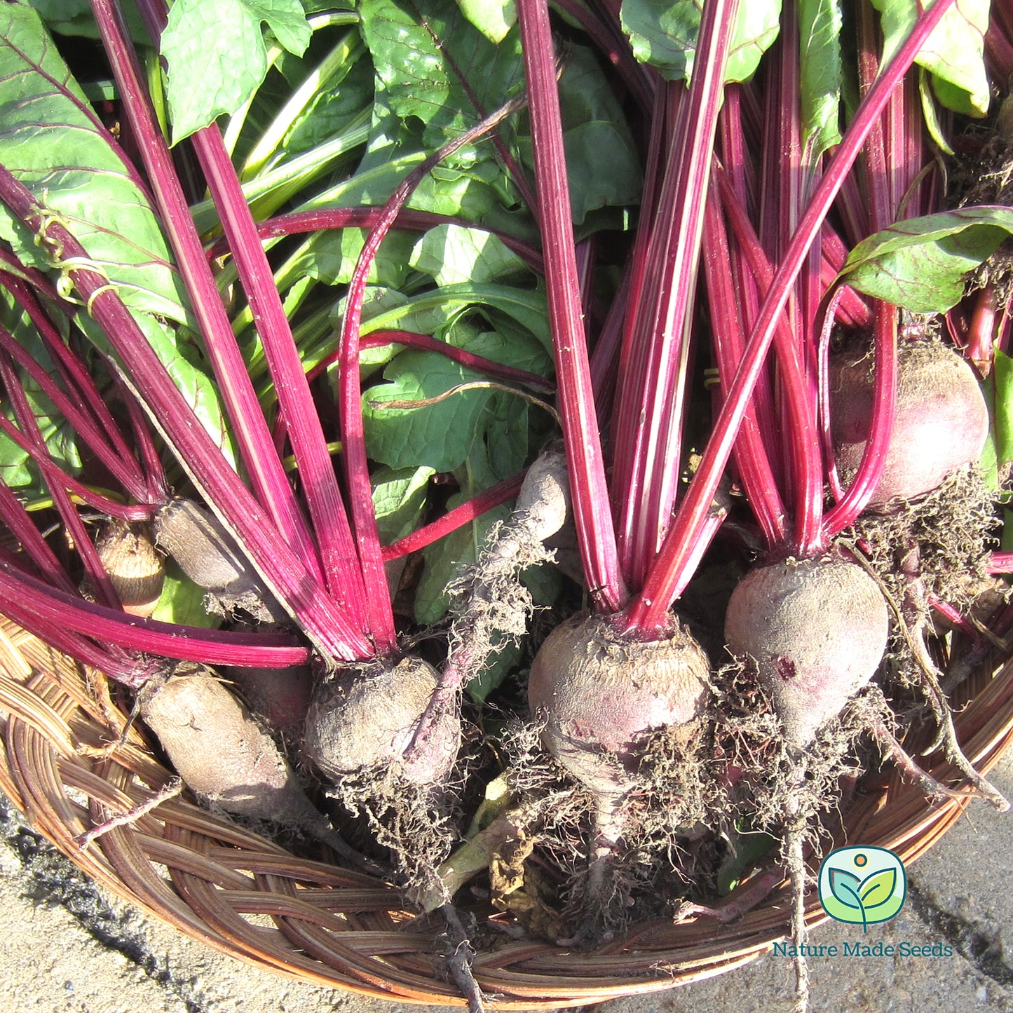 best-of-beets-mix-heirloom-non-gmo-seeds 2
