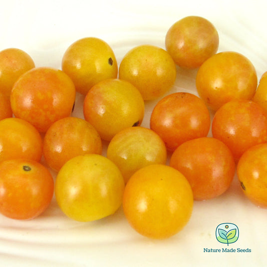 bi-color-cherry-tomato-heirloom-non-gmo-seeds