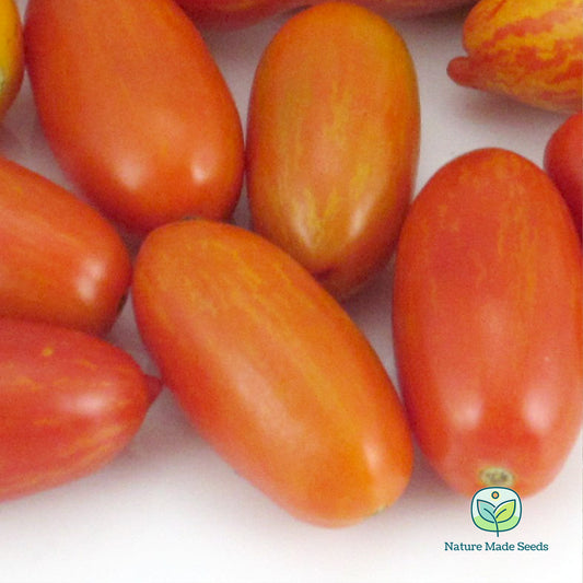 blush-tomato-heirloom-non-gmo-seeds
