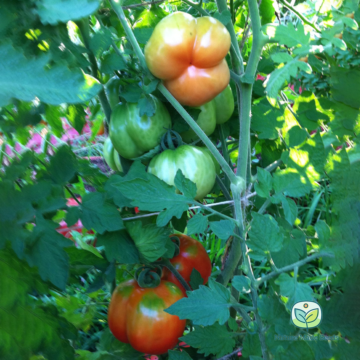 burgess-stuffing-tomato-heirloom-non-gmo-seeds