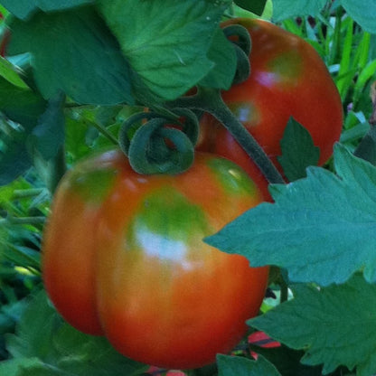 Burgess Stuffing Tomato Heirloom Non-GMO seeds