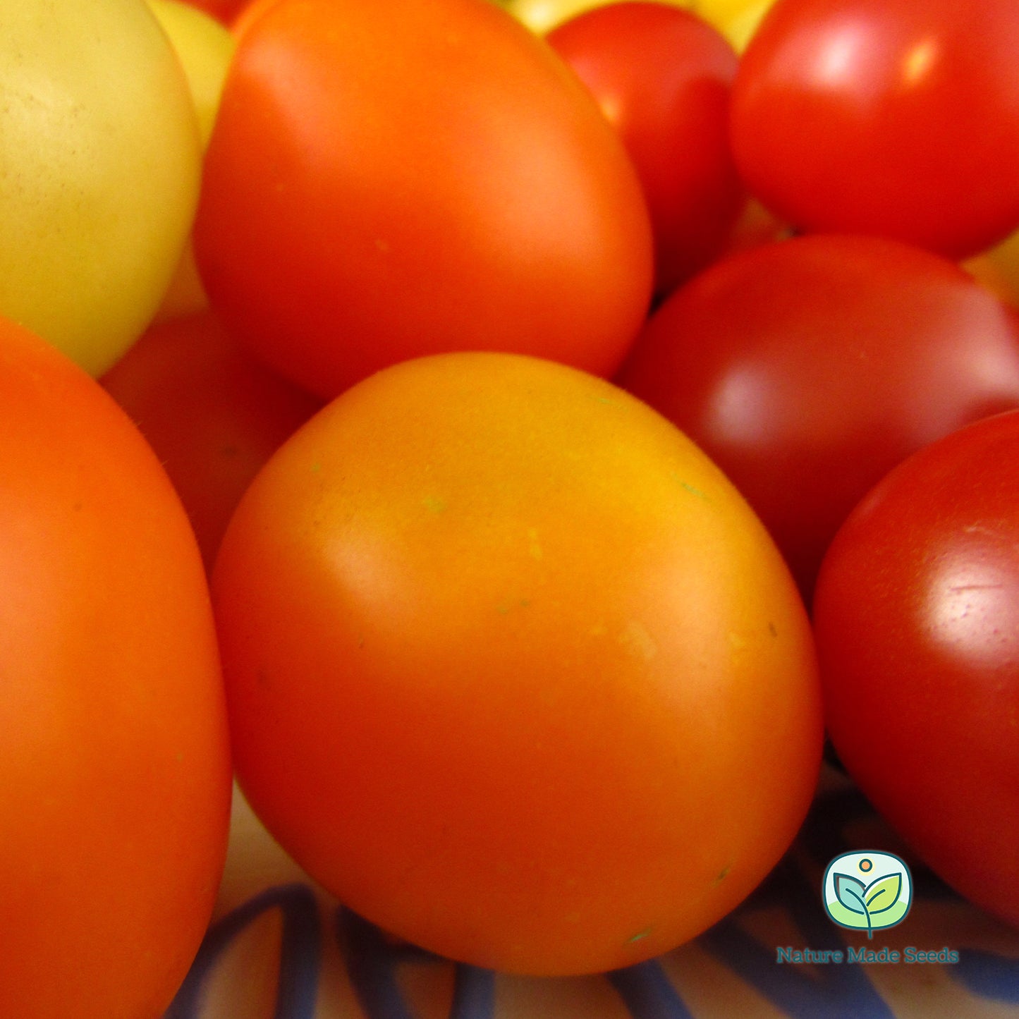 cherry-tomato-heirloom-mix-non-gmo-tomato-seeds 10