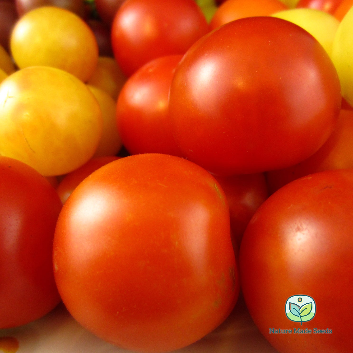 cherry-tomato-heirloom-mix-non-gmo-tomato-seeds 12