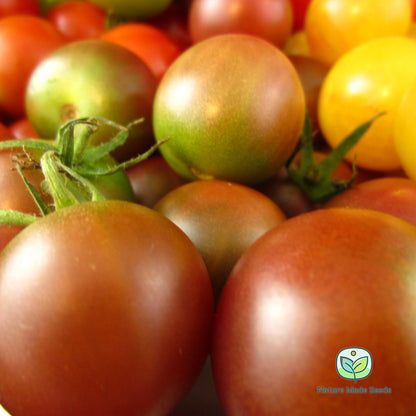 cherry-tomato-heirloom-mix-non-gmo-tomato-seeds 14