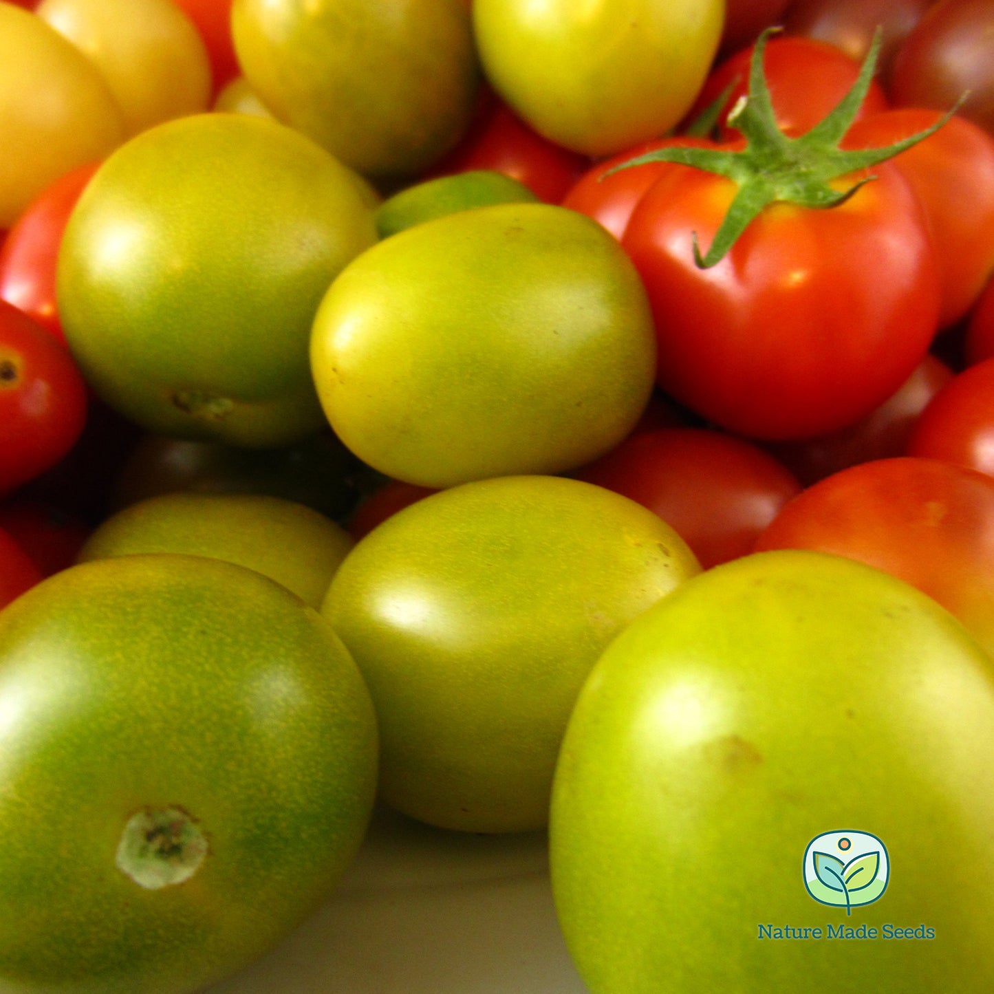 cherry-tomato-heirloom-mix-non-gmo-tomato-seeds 6