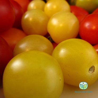 cherry-tomato-heirloom-mix-non-gmo-tomato-seeds 8