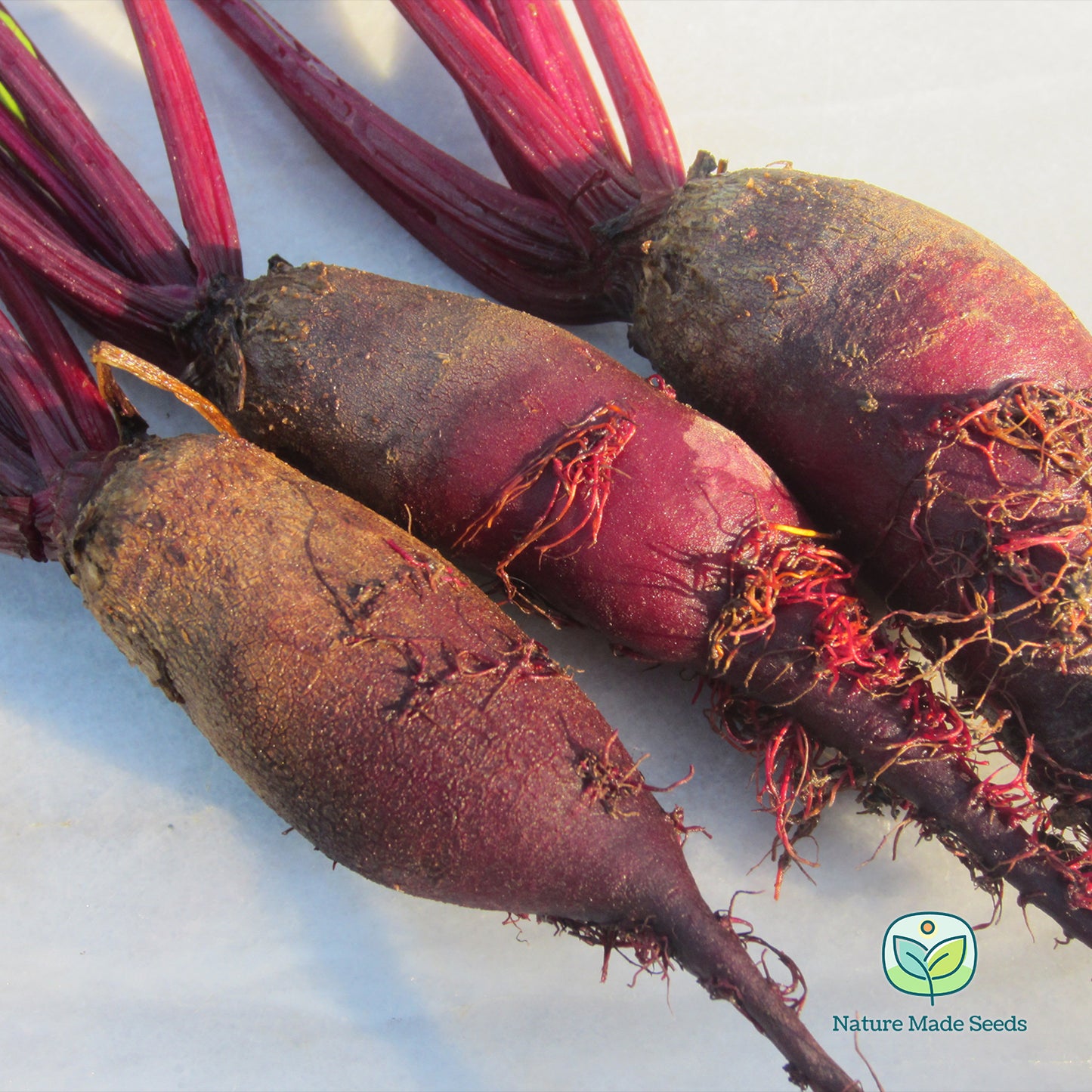 Best of Beets Mix Heirloom Non-GMO Seeds Collection