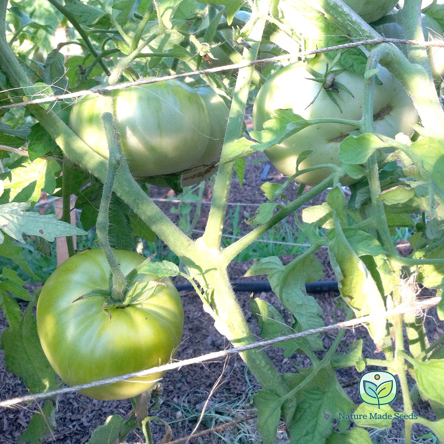 emerald-evergreen-tomato-heirloom-non-gmo-seeds-3