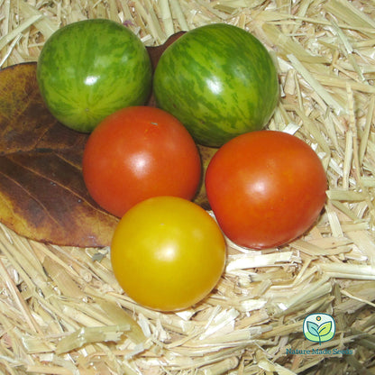 green-zebra-tomato-heirloom-non-gmo-seeds