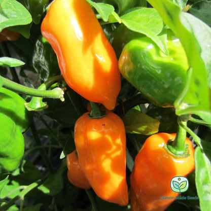 orange-habenaro-heirloom-non-gmo-pepper-seeds-1a