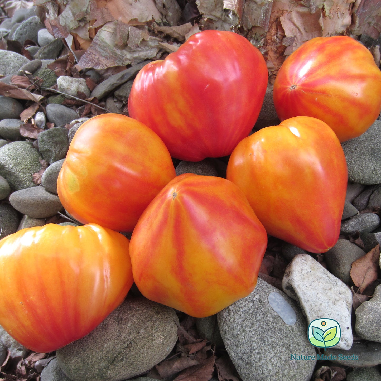 orange-russian-117-tomato-heirloom-non-gmo-seeds