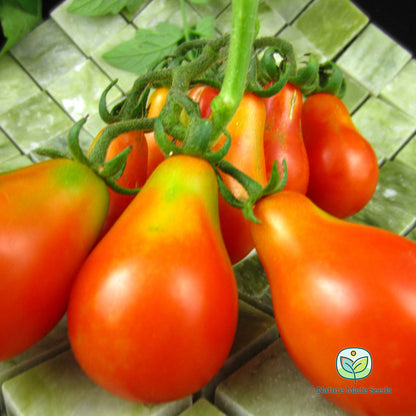 red-pear-heirloom-non-gmo-tomato-seeds-1