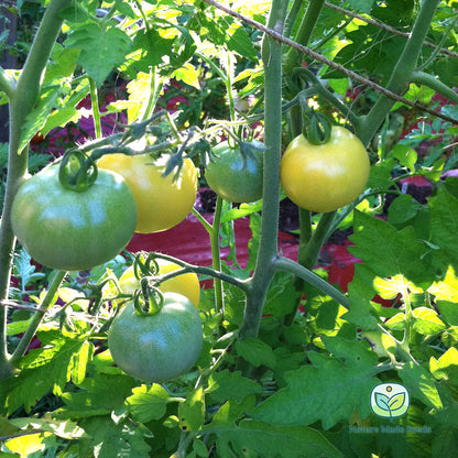 super-snow-white-tomato-heirloom-non-gmo-seeds